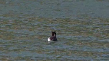 Rüzgarlı bir günde, Beniarres, İspanya 'da, büyük ibikli kuş tüyleriyle kulak bölgesini tırmalıyor.