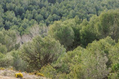 Sierra de Mariola 'daki Akdeniz Ormanı, Alcoy, İspanya