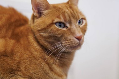 Şüpheli ve güvenilmez bakışlı turuncu kedi, Alcoy, İspanya