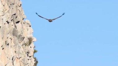 Griffon akbabası Alcoy, İspanya 'daki Cint vadisinin kayalık duvarına indi.