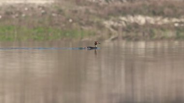 Beniarres, İspanya 'da büyük ibikli dalgıçlık ve şnorkelle dalma