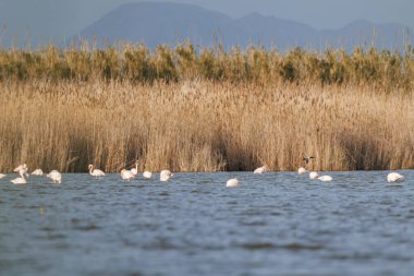 Arka planda Sierra de Crevillente ile El Hondo Doğal Parkı 'nın göl kenarındaki su kuşu gözlem noktası, Elche, İspanya