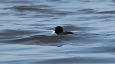 El Hondo Doğal Parkı, Elche, İspanya 'nın sularında sıradan bir yaban ördeği diğerinden yiyecek çalıyor.