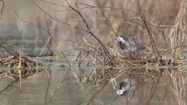 Beyaz kuyruk Serpis nehrinde kuru dallar arasında avlanıyor.