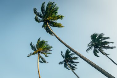 Mavi bulutlu gökyüzü palmiye ağaçlarının 