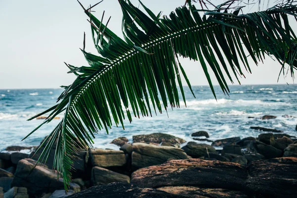 ヤシの葉と石のビーチ — ストック写真