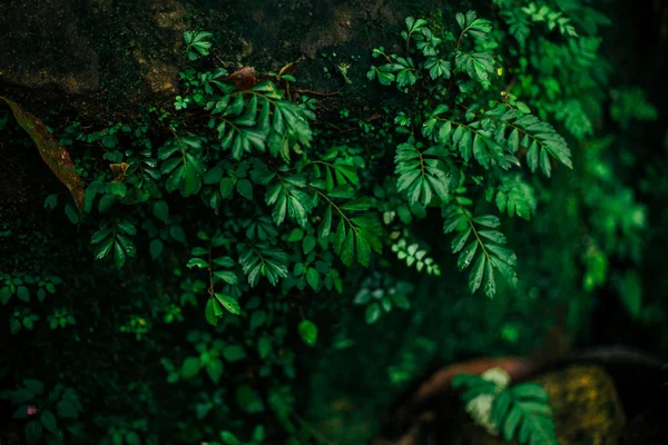 シダの葉の背景 — ストック写真