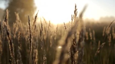 Orman alanında erken sabah şafak