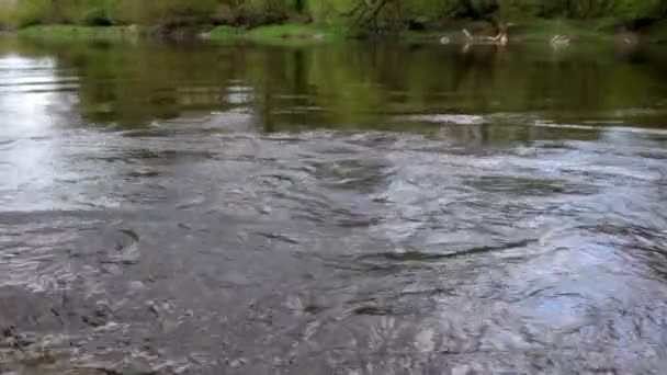 Ruisseau sur la rivière — Video