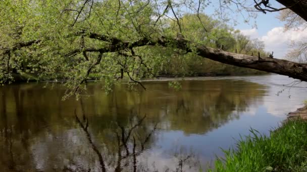 Струмок на річці — стокове відео