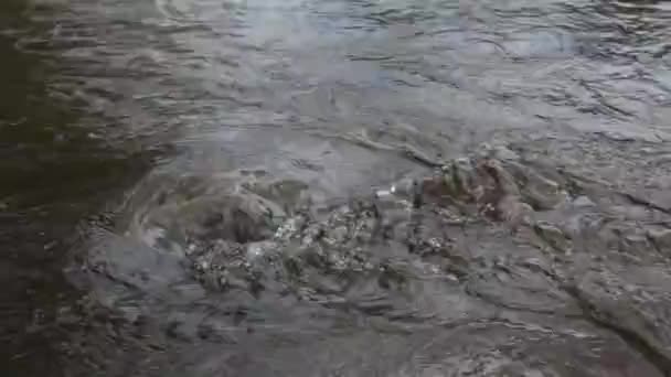 Nehrin akışı — Stok video