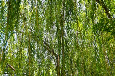 Titrek yeşil söğüt yaprakları çağlayarak aşağı doğru iniyor, güneş ışığıyla yıkanmış. Doğa geçmişi veya sakin kavramlar için idealdir.