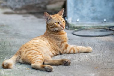 Ginger Kedisi 'ni uyarın Beton Dış Yüzey' de Dinleniyor