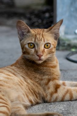 Parlak Sarı Gözlü Yoğun Turuncu Tekir Kedi 'nin Yakın Çekim Portresi