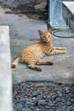 Ginger Kedisi 'ni uyarın Beton Dış Yüzey' de Dinleniyor