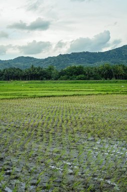 Kulon Progo, Yogyakarta 'daki devasa yeşil pirinç tarlası. Elektrik hatları ve bulutlu bir dağ zeminiyle.