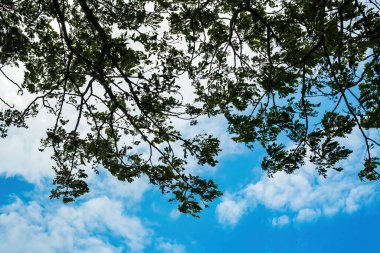 Yumuşak Beyaz Bulutlu Parlak Mavi Gökyüzüne Karşı Düşük Açılı Yeşil Ağaç Dalları Görünümü