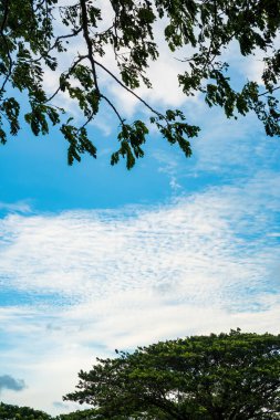 Yumuşak Beyaz Bulutlu Parlak Mavi Gökyüzüne Karşı Düşük Açılı Yeşil Ağaç Dalları Görünümü