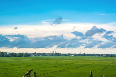Muazzam Yeşil Pirinç Tarlaları Beyaz Kümülüs Bulutları Altında