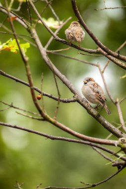Parkta Serçe (Passer domesticus) grubu.