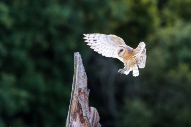 Kanatları açık baykuş iniş uçuşu. Barn Owl, Tyto Alba, sabah çayır üzerinde uçacaksınız. Doğa kanadı sahnesi. Soğuk sabah gündoğumu, habitattaki hayvan. 