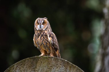 Uzun kulaklı baykuş (Asio otus) eski bir taş mezar taşının üzerine iniyor..