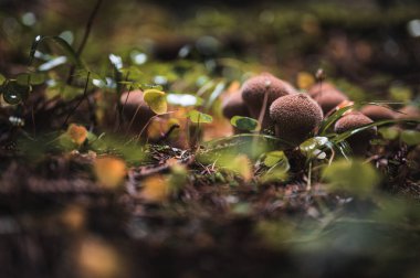 Different types of mushrooms in a foggy autumn forest.