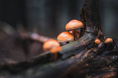 Different types of mushrooms in a foggy autumn forest.