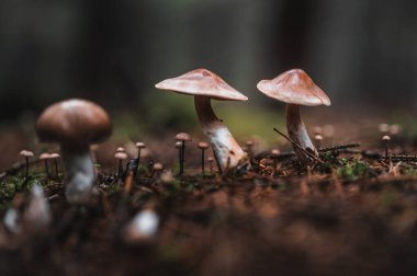 Different types of mushrooms in a foggy autumn forest.