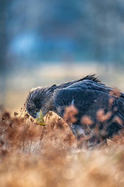 Beyaz kuyruklu kartal (Haliaeetus albicilla) kıyıda oturan deniz kartalı olarak da bilinir. Sarı arkaplanlı sarı kuru otların üzerinde büyük kartal..