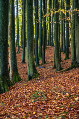 Jasmund Ulusal Parkı, Rugen, Almanya 'daki yüksek ağaçların güzel manzarası