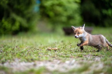 Kızıl tilki, Vulpes vulpes, çimenlikteki yavru.