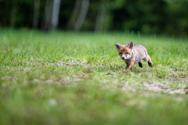 Kızıl tilki, Vulpes vulpes, çimenlikteki yavru.