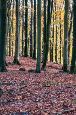Sonbaharda Jasmund Ulusal Parkı 'nda Beech Ormanı - Ruegen Adası