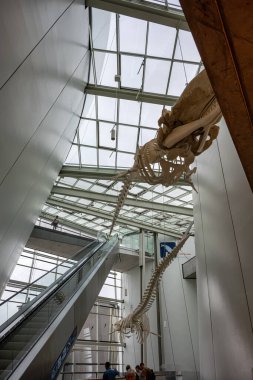 Stralsund, Almanya - 30 Ekim 2025: Stralsund 'daki Büyük Müze, bu Ozeaneum. Mecklenburg-Vorpommern, Almanya. Mezar İçi.