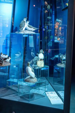 Stralsund, Almanya - 30 Ekim 2025: Stralsund 'daki Büyük Müze, bu Ozeaneum. Mecklenburg-Vorpommern, Almanya. Mezar İçi.