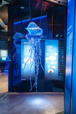 Stralsund, Almanya - 30 Ekim 2025: Stralsund 'daki Büyük Müze, bu Ozeaneum. Mecklenburg-Vorpommern, Almanya. Mezar İçi.