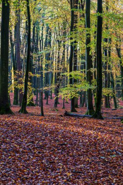 Beech Ormanı 'nda sonbahar zamanı Ulusal Park Jasmund Ruegen Baltık Denizi Almanya.