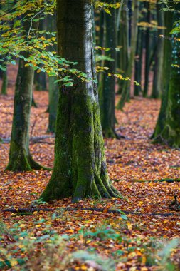 Beech Ormanı 'nda sonbahar zamanı Ulusal Park Jasmund Ruegen Baltık Denizi Almanya.