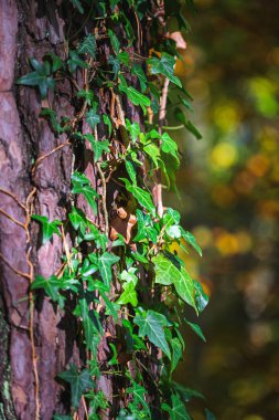 Renkli bir kayın ormanında güneşli bir sonbahar günü. Baltık Denizi kıyıları, Rgen Adası, Almanya.