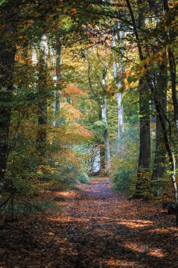 Renkli bir kayın ormanında güneşli bir sonbahar günü. Baltık Denizi kıyıları, Rgen Adası, Almanya.