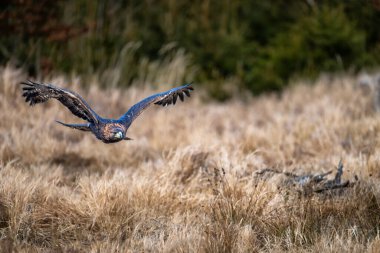 Altın Kartal (Aquila chrysaetos) portresi - Kuzey Yarımküre 'de yaşayan Accipitridae ailesinden yırtıcı bir kuş. Seçici odak