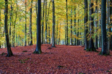 Almanya 'nın Ruegen adasındaki Jasmund Milli Parkı' nda sonbaharda ağaçlar.