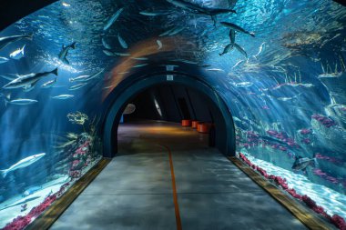 Stralsund, Almanya - 30 Ekim 2025: Stralsund 'daki Büyük Müze, bu Ozeaneum. Mecklenburg-Vorpommern, Almanya. Mezar İçi.