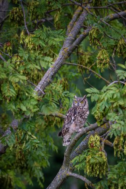 Benekli baykuş (Bubo africanus), ağaçtaki benekli baykuş olarak da bilinir..