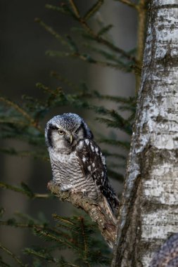 Kuzey şahin baykuşu (Surnia ulula) doğal ortamında