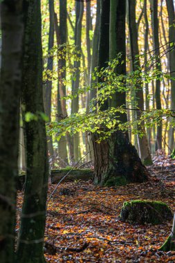 Almanya 'nın Ruegen adasındaki Jasmund Milli Parkı' nda sonbaharda ağaçlar.