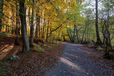 Almanya 'nın Ruegen adasındaki Jasmund Milli Parkı' nda sonbaharda ağaçlar.