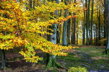 Almanya 'nın Ruegen adasındaki Jasmund Milli Parkı' nda sonbaharda ağaçlar.