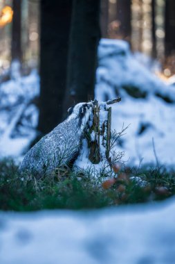 Kar üzerinde koşan porsuk (Meles meles), karda porsuk olan kış sahnesi